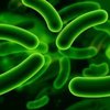 How to Avoid Listeria Contamination